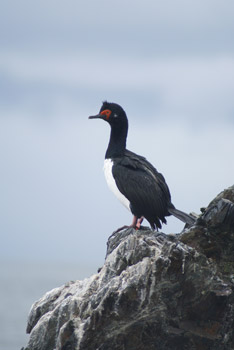 Another cormorant