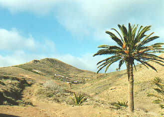 Landscape with palmtree