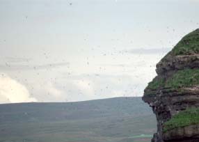 Thousands of puffins