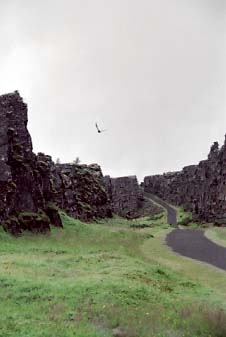 A raven in Þingvellir