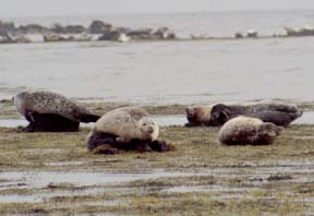 Seals enjoying the sun