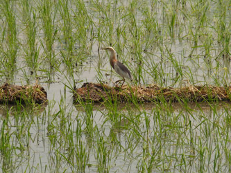 Bird in the rice fields
