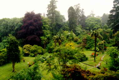 The Japanese garden