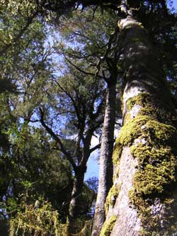 Totara tree