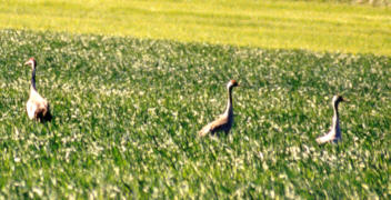 Cranes in a field