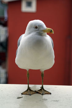 Another seagull