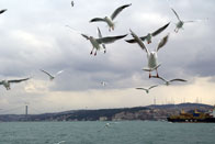 The Bosporus boat trip