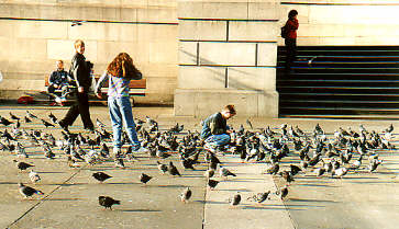 Many pigeons at Trafalgar Square