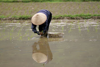 Planting rice in the fields